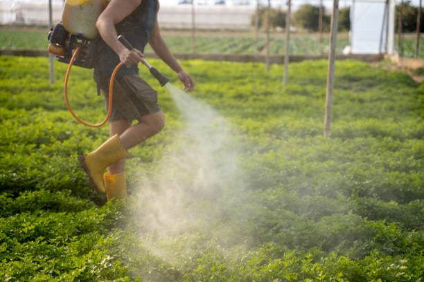 Best Insect Control  in Woodmere, LA