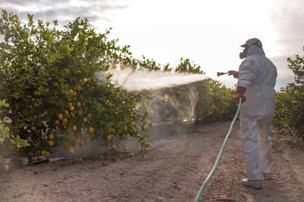 Best Wasp Removal Services  in Woodmere, LA