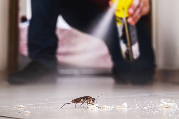 Best Pest Removal Services  in Woodmere, LA