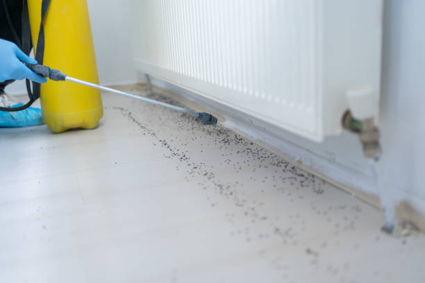 Best Flea Control Services  in Woodmere, LA